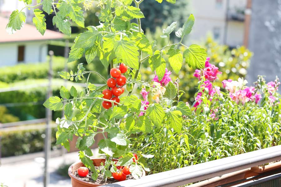 replant-legume-6